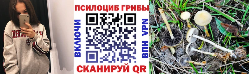 KRAKEN как зайти  Аткарск  Псилоцибиновые грибы мицелий 